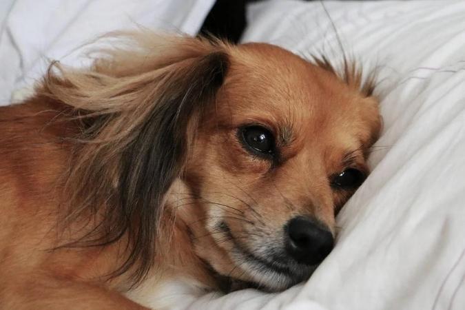 Isolated but Not Alone – Pets in a Time of Crisis