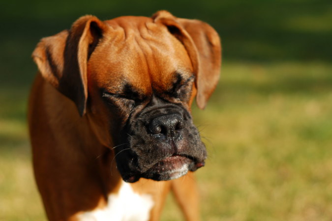 Signs Your Dog is Suffering from Seasonal Allergies