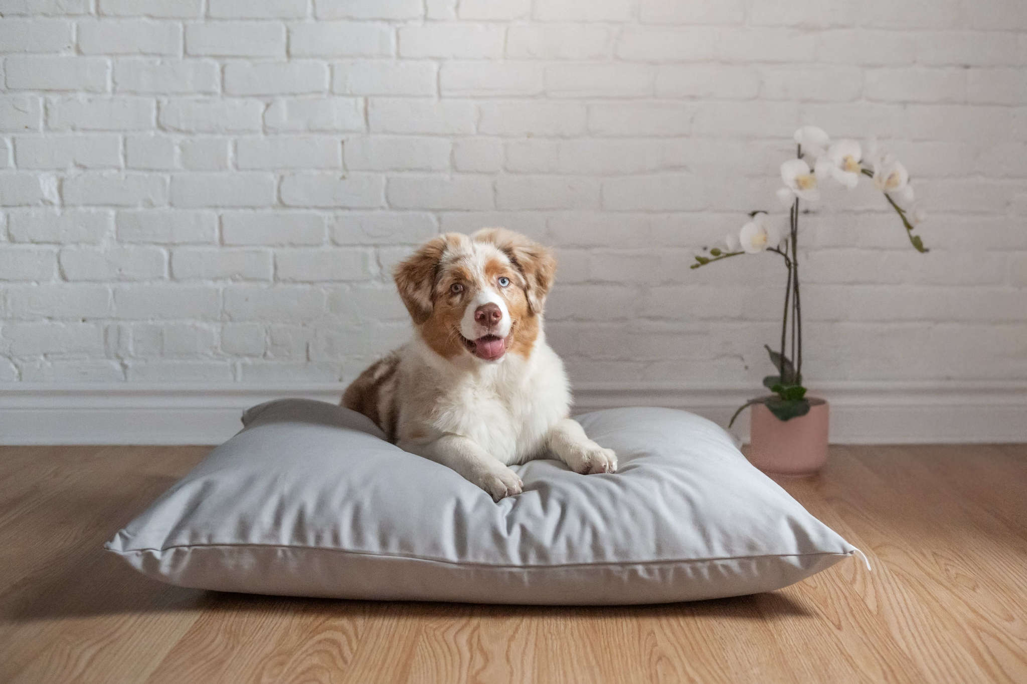 Best Organic Cotton Dog Beds: Ultimate Comfort for Your Pet