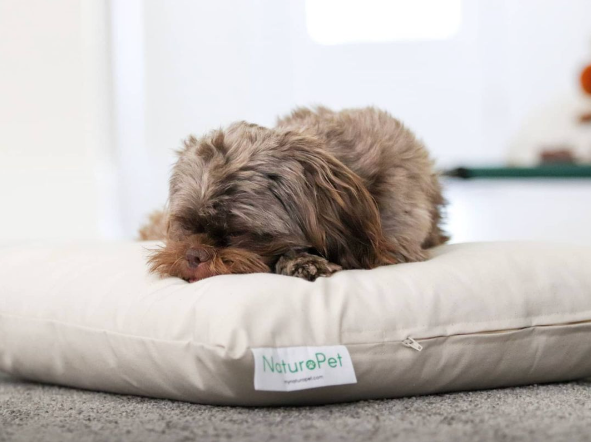 Organic pet discount bed