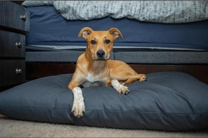 NaturoPet Natural Pet Products - Why Choose a Natural Dog Bed