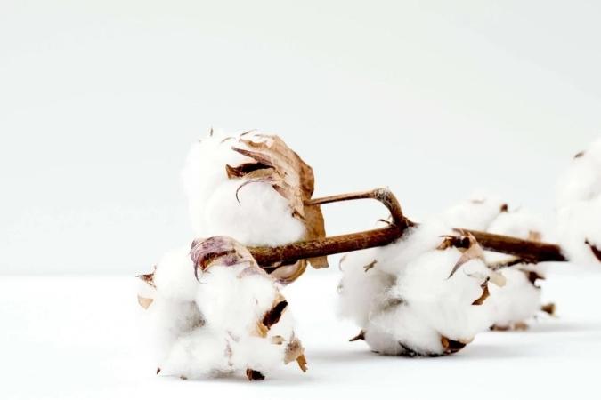 NaturoPet Natural Pet Products - The Sleep Benefits of Organic Cotton