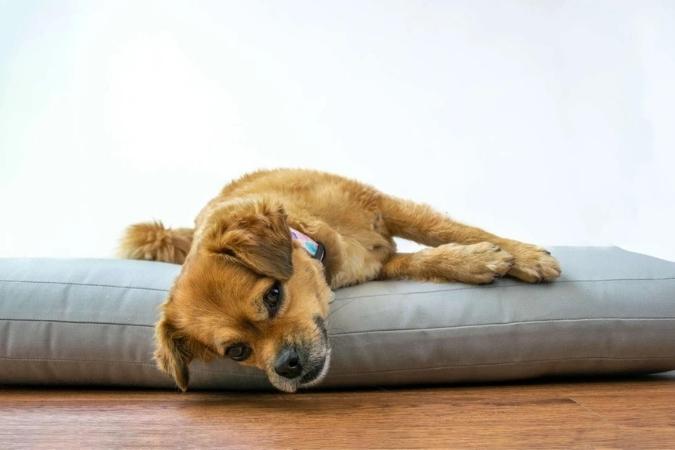 NaturoPet Natural Pet Products - How To Help Your Pet Love Their New Pet Bed