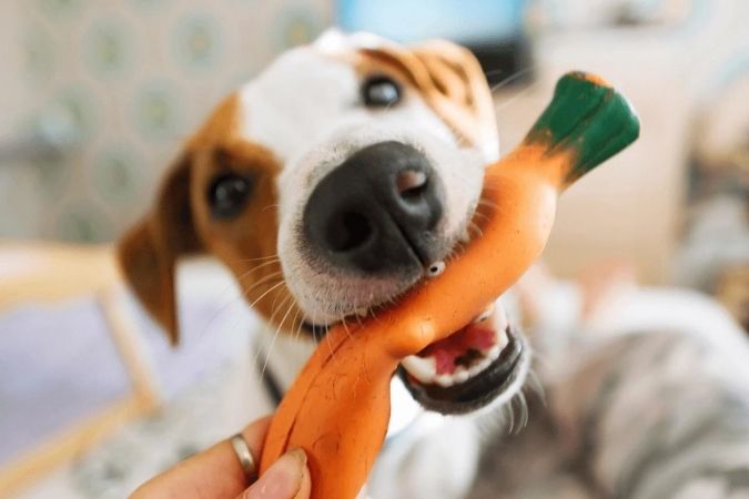 How To Keep Your Dogs Entertained At Home