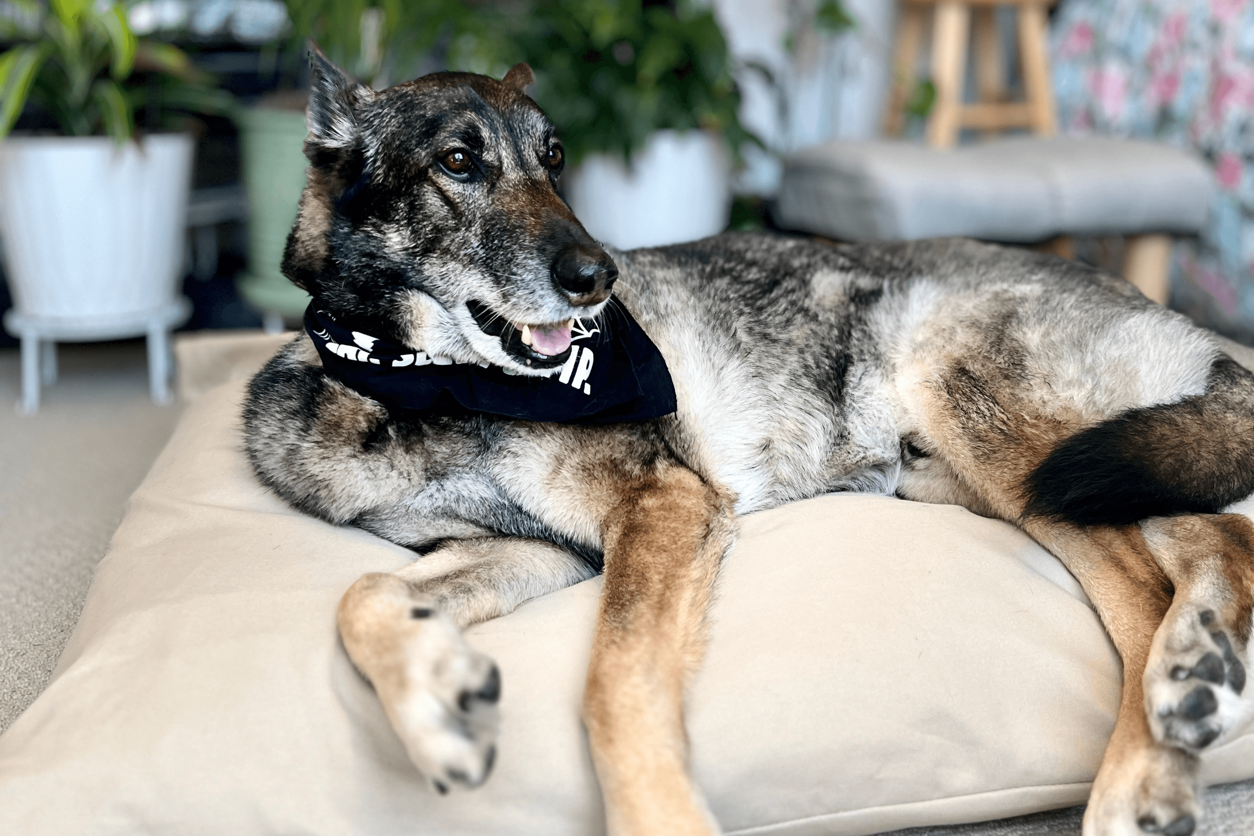 The Hidden Dangers of Non-Natural Dog Beds (And Why It Matters)