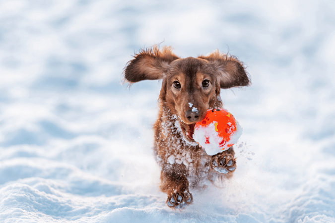 Top 5 Tips On Keeping Your Pets Warm And Safe During The Winter