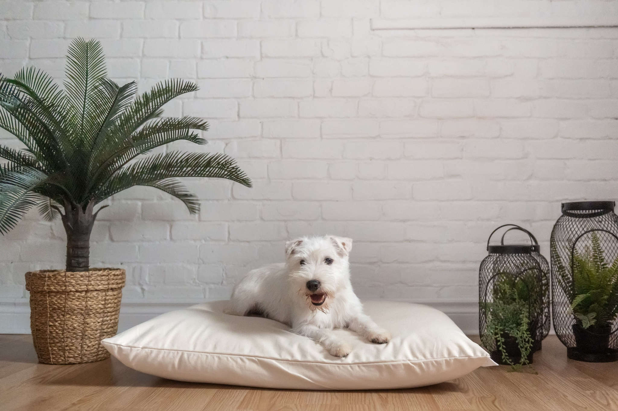 Organic Cotton & Virgin Wool Dog Bed