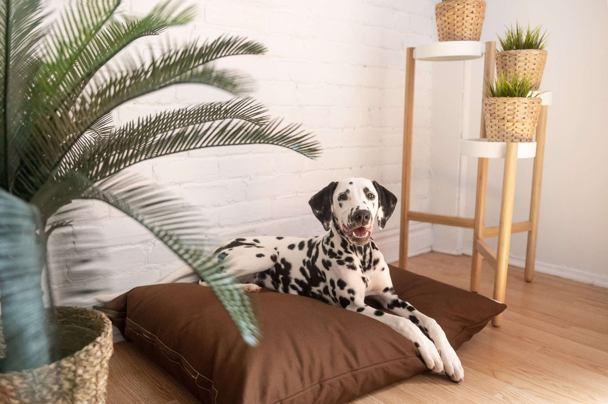 Organic Cotton & Virgin Wool Dog Bed